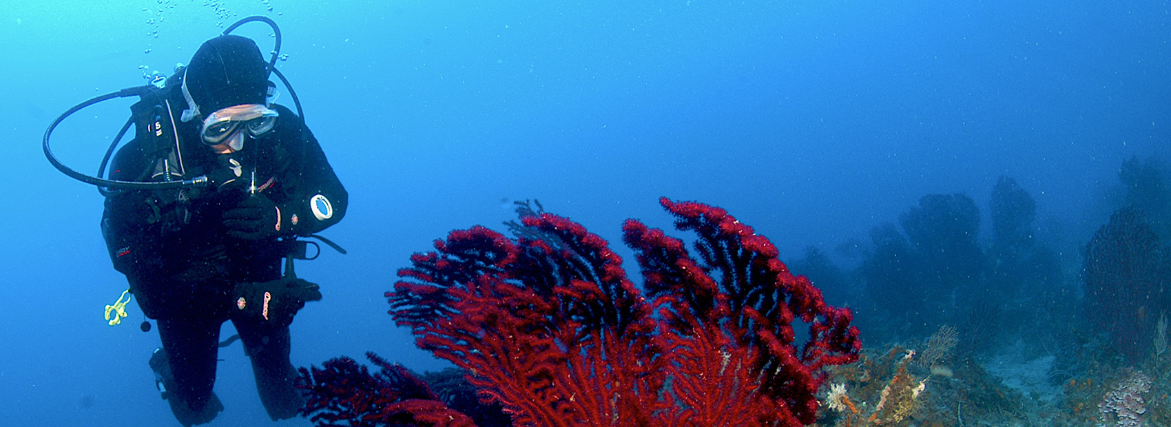 tauchschule diving insel elba nitrox unterkunft und ferienwohnungen